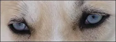 De qui sont ces beaux yeux ?