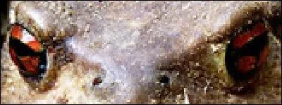 De qui sont ces beaux yeux ?