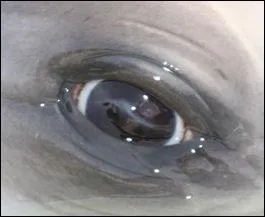 De qui sont ces beaux yeux ?