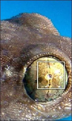 De qui sont ces beaux yeux ?