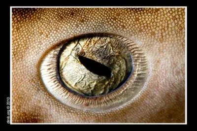 De qui sont ces beaux yeux ?