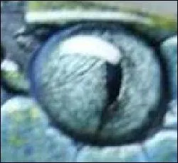 De qui sont ces beaux yeux ?