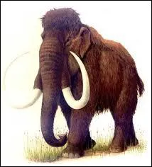 Pourquoi le mammouth a-t-il disparu ?