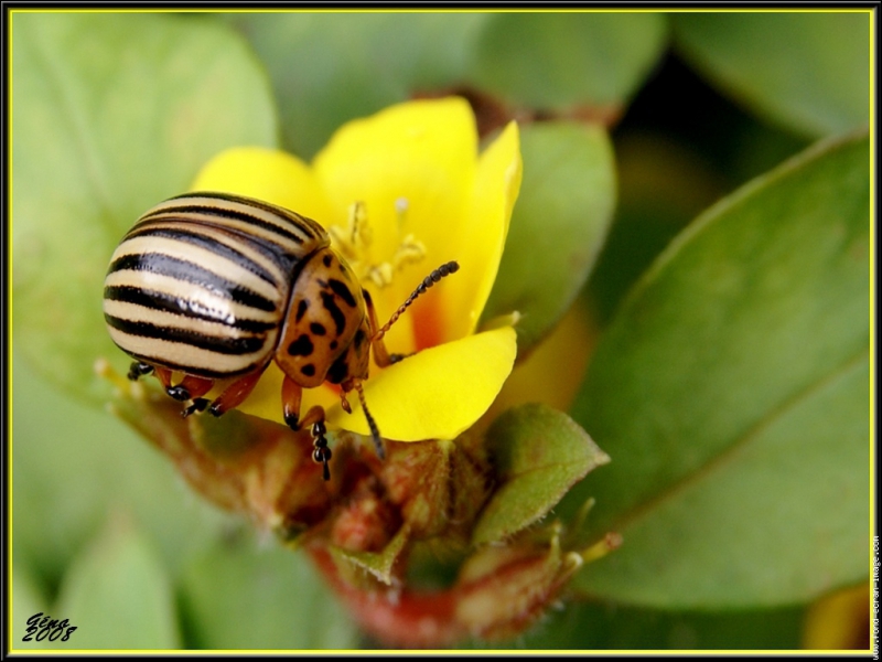 quel insecte mange les feuilles