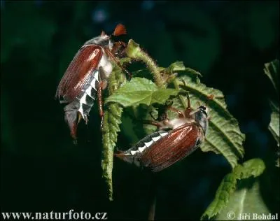 Quand il sort de terre, il mange toutes les feuilles et les bourgeons qu'il trouve. Il en existe plusieurs espces. Qui est-il ?