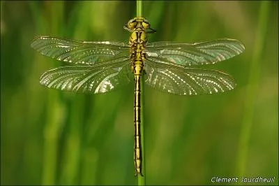 Cette demoiselle vole au gr de l'eau. Elle se nourrit d'insectes et sa larve est destructrice car elle mange les alevins de poissons. Comment appelle-t-on ce bel insecte ?