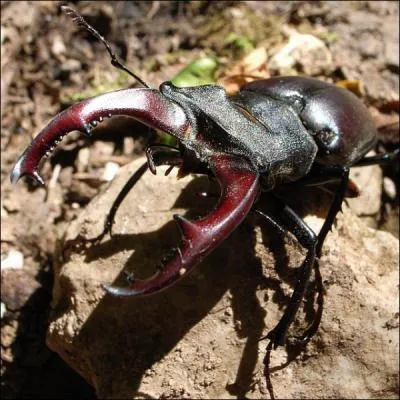 Seul le mle possde des sortes de 'cornes' et la femelle est plus petite. Attention de ne pas mettre vos doigts entre ses cornes ! Quel est son nom ?