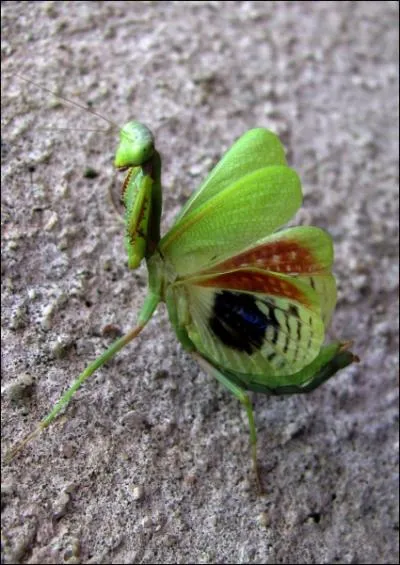 Cette chasseresse mange le mle aprs l'accouplement. Elle attrape ses proies avec ses longues pinces de devant. Alors vous l'avez reconnue ?