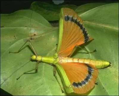 C'est le roi du camouflage, avec ses airs de brindille. Il sort surtout la nuit pour manger les insectes qu'il capture. Il en existe plusieurs espces . Quel est son nom ?