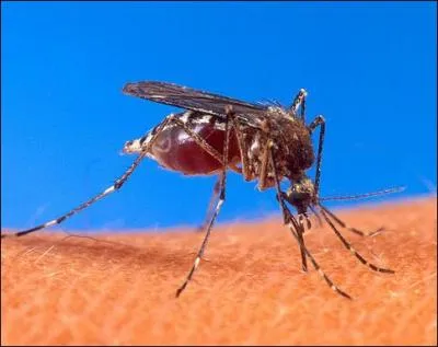 Chez cet insecte, seule la femelle pique et aspire le sang pour ses futurs bbs. Quant au mle, il se nourrit du nectar des fleurs. Qui est-il ?