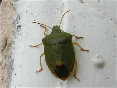 Celle-ci jecte un gaz qui sent trs mauvais quand elle se sent en danger. Elle peut tre de toutes les couleurs. Qui est-ce ?