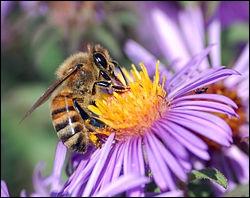 Cette espce vit dans une ruche, elle butine le nectar des fleurs pour en faire du miel. Comment l'appelle-t-on ?