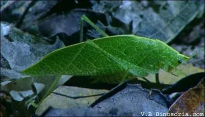 Quel est le nom de celui-ci ?