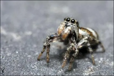 Bien que ce ne soit pas un insecte car elle possde huit pattes, elle tisse une toile et mange les insectes qui se sont colls dedans. Quelle est cette petite bte adorable ?
