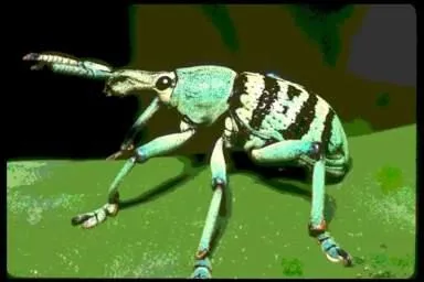 C'est grce  sa petite trompe qu'il perce les coquilles de noisettes. Il en existe plusieurs espces, de toutes les couleurs et de toutes les tailles. Comment l'appelle-t-on ?