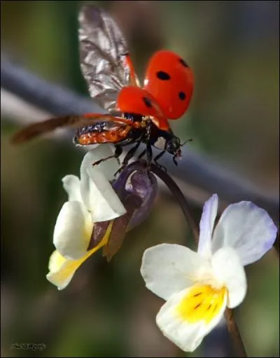 C'est la 'bte  bon Dieu' et l'amie des jardiniers. Elle se nourrit exclusivement de pucerons. Il existe diffrentes espces avec plus ou moins de points noirs sur les ailes. Quel est son nom ?