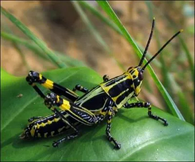 Ces insectes sont dvastateurs ; dans certaines rgions, ils peuvent dvaster toute la vgtation en moins de 30 minutes et sont souvent confondus avec leur cousine. Quel est leur nom ?