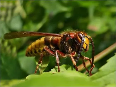 Sa piqre est trs douloureuse. Il peut dcimer une colonie de gupes ou d'abeilles en moins de 30 minutes. Il peut tre confondu avec la gupe. Quel est son nom ?
