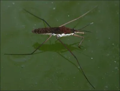 Aussi appele 'araigne d'eau', cette punaise glisse  la surface de l'eau grce  ses pattes. Elle vole trs mal et plonge trs rarement. Comment l'appelle-t-on ?