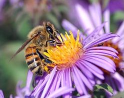 Quiz Insectes