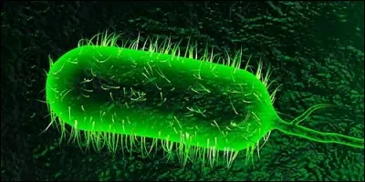 Un roi de France est mort du choléra au XIXème siècle.