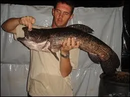 L'un des plus dangereux prdateurs des fleuves amazoniens !