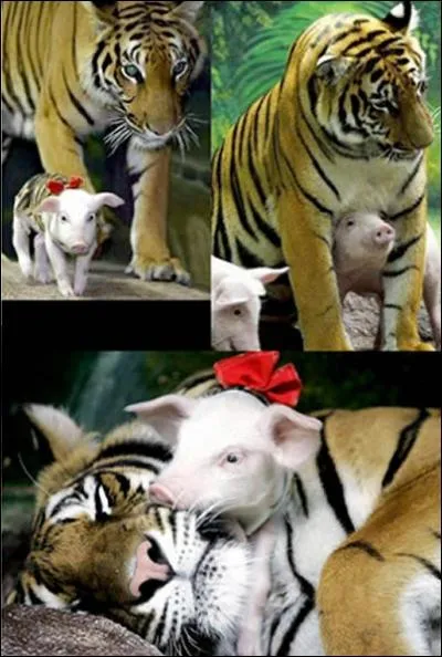 Il existe une seule rgion o le tigre attaque rgulirement l'homme !