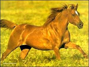 A quelle partie du corps mesure-t-on un cheval ?