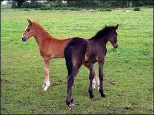 Dans quel endroit pouvons-nous mettre plusieurs poneys ou chevaux ?