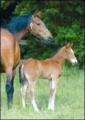 De quel ct doit-on monter sur un cheval ?