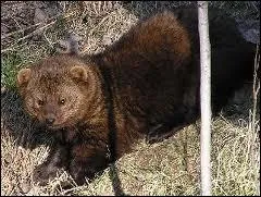 Comment s'appelle cet animal vivant au Canada et en nouvelle cosse, appel aussi Martre pcheuse ?