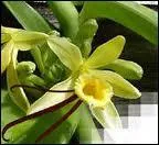 Quelle est cette fleur ?