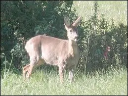 Que signifie le fait que le chevreuil soit 'anoure' ?