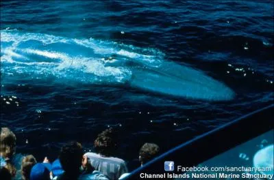 Et observez comment nage ce mammifre !