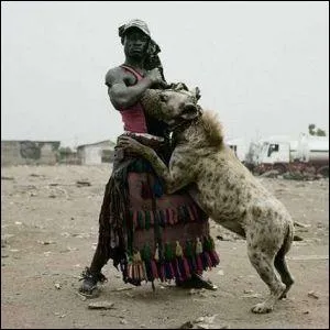 Cet animal est un lycaon !