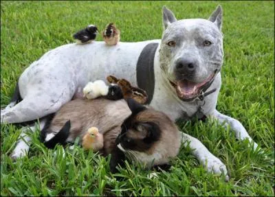 Combien comptez-vous de canetons ?