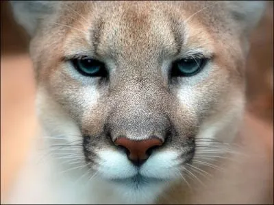 C'est un chat sauvage !