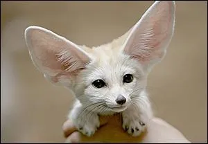 Tout mignon ce bb fennec ! !