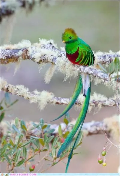 Un oiseau magnifique, le ...