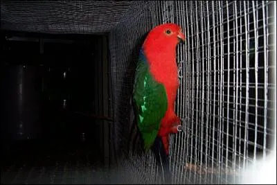 Quel est cet oiseau ?