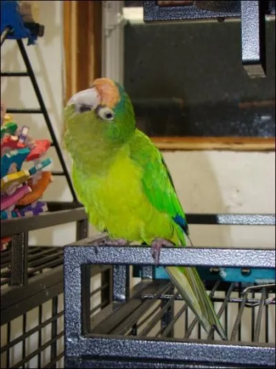 Comment se nomme cet oiseau ?