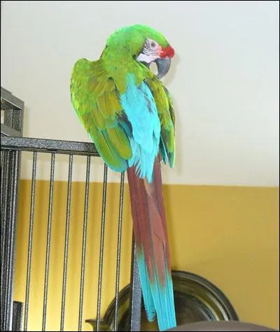 Quel est cet oiseau ?