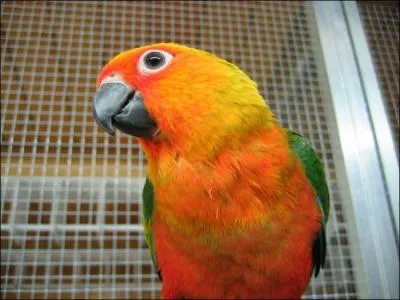 Quel est ce bel oiseau ?