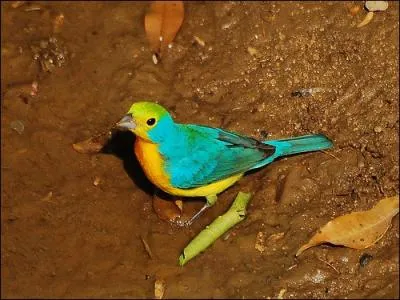 Quel est cet oiseau ?