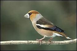 Comment s'appelle cet oiseau ?