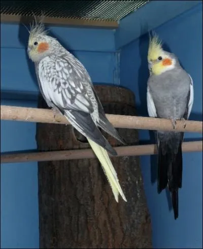 Comment s'appelle ce grand perroquet ?