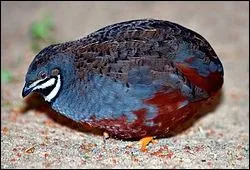 Comment se nomme cet oiseau ?