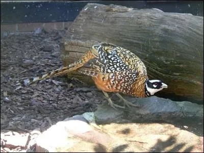 Quel est cet oiseau ?