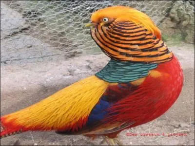 Comment s'appelle cet oiseau aux couleurs magnifiques ?