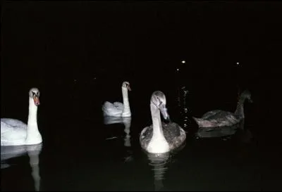 Ces oiseaux sont des oies !